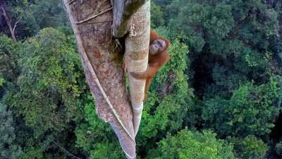 Orangutan high up in a tree Orangutan high up in a tree