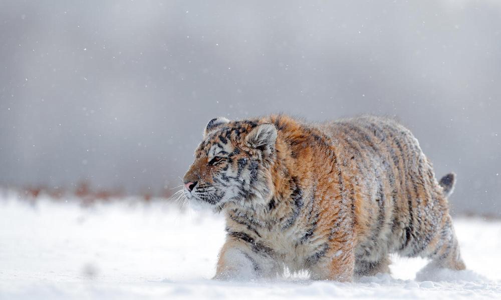 Amur tiger (Panthera tigris altaica) with thick coat in the snow, Russia