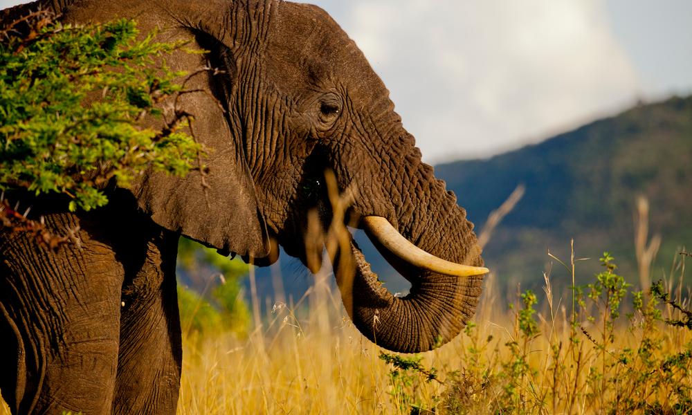 African elephant (Loxodonta africana) in the Masai Mara reserve, Kenya.