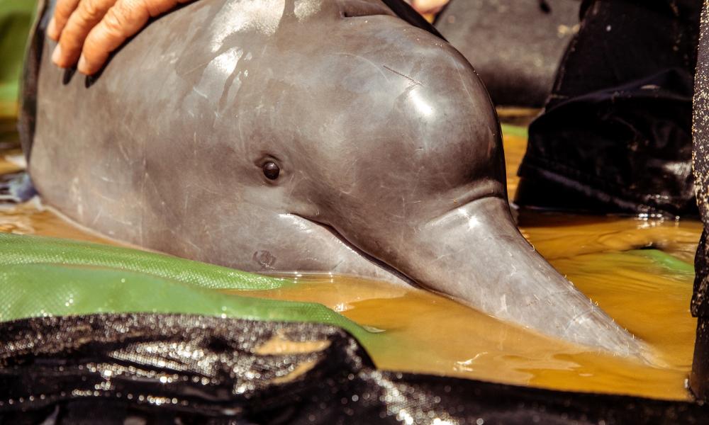 Dolphin captured for satellite marking during Expedition Guaviare 2021, Colombia
