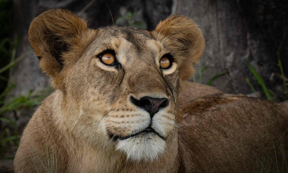 Lioness looking up