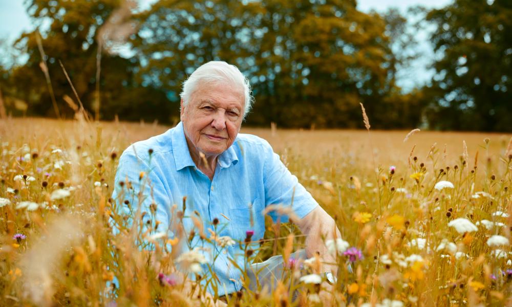 Sir David Attenborough sat in a wildflower meadow