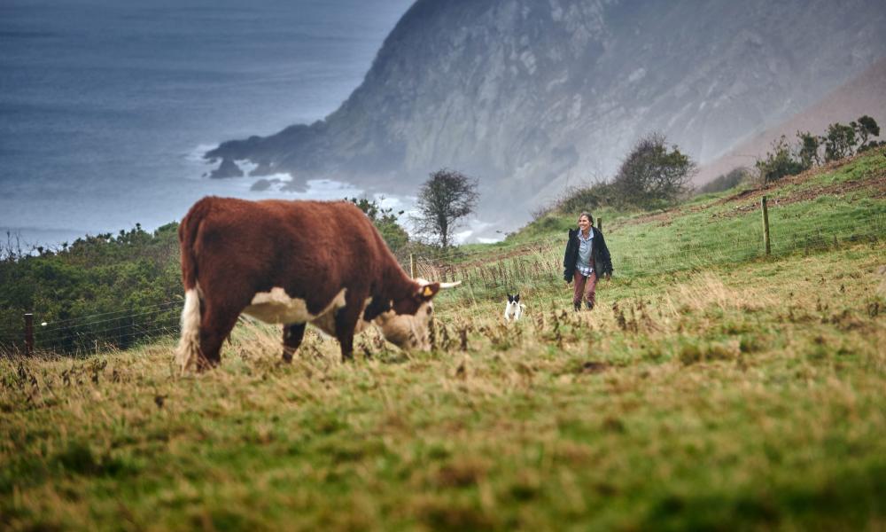 A landscape image of Welsh farmland with a cow in the foreground and a farmer in the background with the backdrop of cliffs and sea.