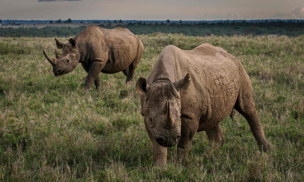 Two female eastern black rhinoceros