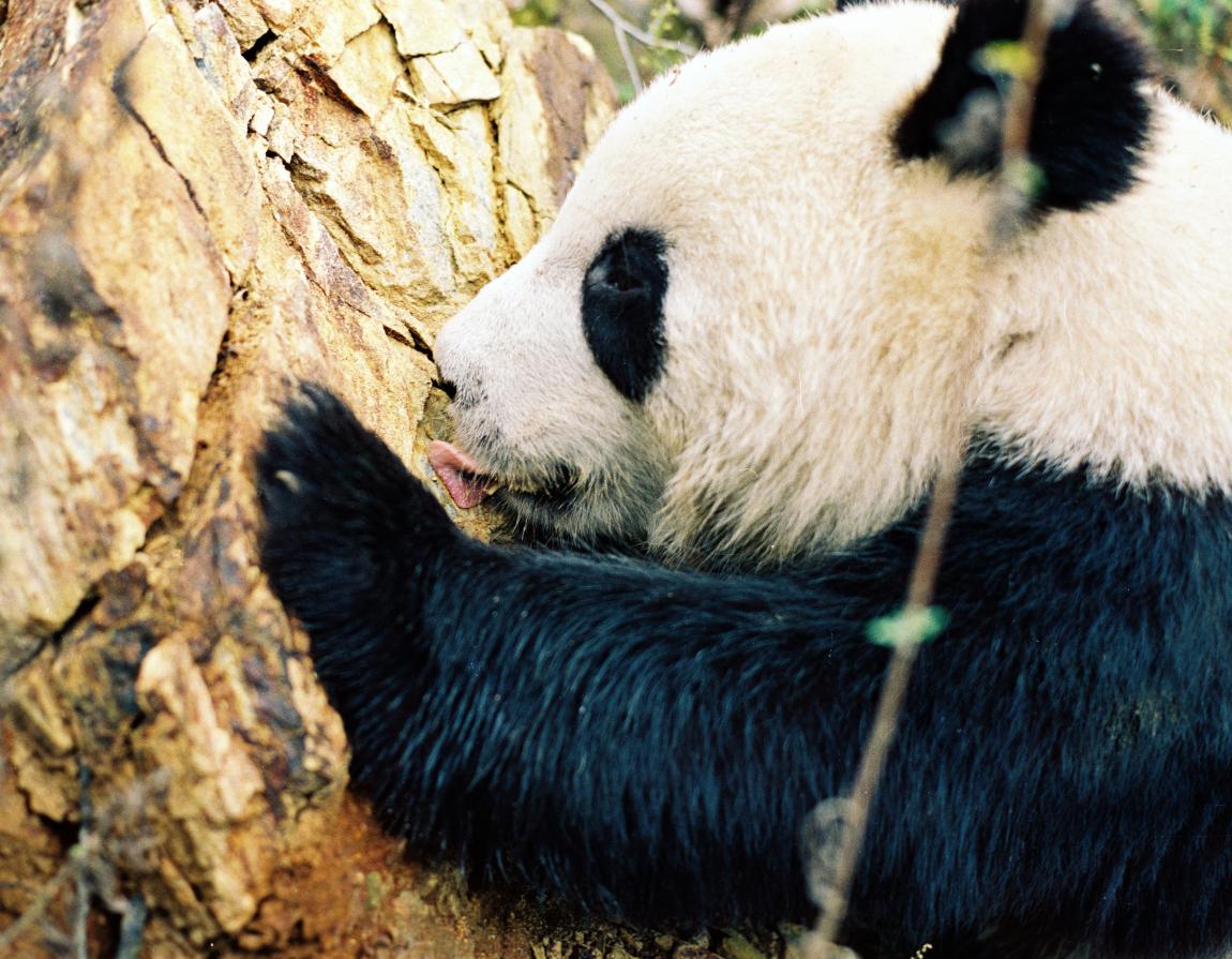 Giant pandas | WWF