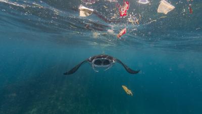 A reef manta ray (Mobula alfredi) swimming in the ocean surrounded by plastic waste. A reef manta ray (Mobula alfredi) swimming in the ocean surrounded by plastic waste,
