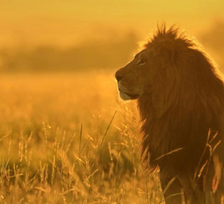 African lion in tall grass