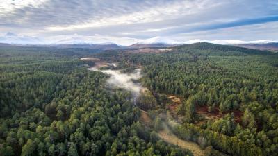 Aerial view above Abernethy pine forest with the Cairngorm mountain range behind. Cairngorms National Park, Scotland  Aerial view above Abernethy pine forest with the Cairngorm mountain range behind. Cairngorms National Park, Scotland