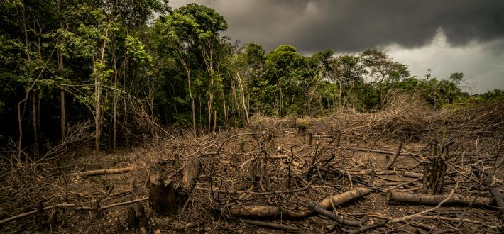 Effects of deforestation
