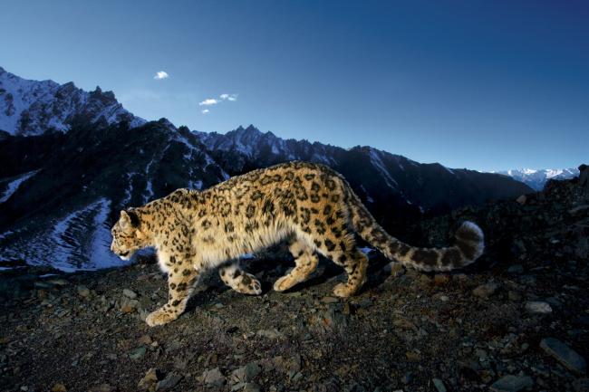 Snow leopard camera trap image, India