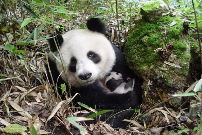 Giant panda © WWF China / Yong Yange