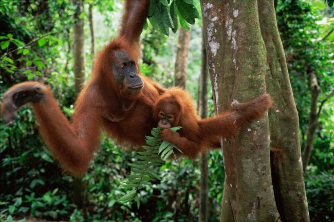 Sumatran orangutan mother and baby