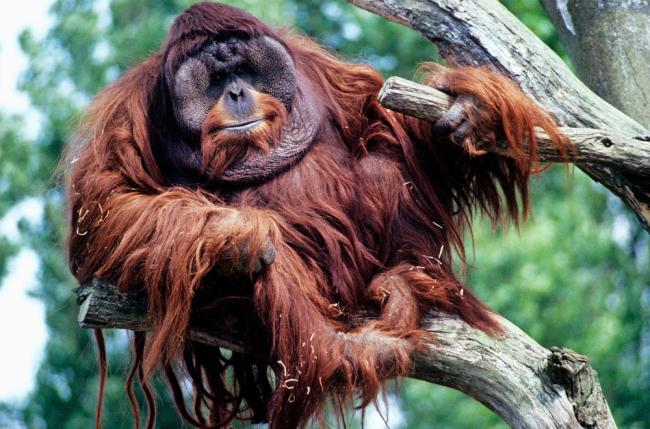 Male Bornean orangutan