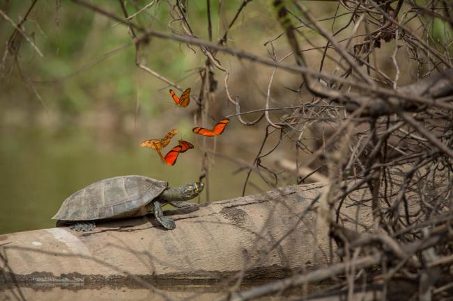 Butterflies and yellow-spotted river turtle