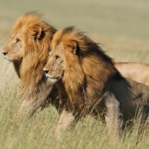 Two male lions at the Senegeti National Park, Tanzania