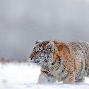 Amur tiger (Panthera tigris altaica) with thick coat in the snow, Russia