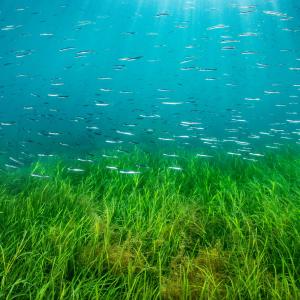 School of lesser sand eels (Ammodytes tobianus) swimming over an eelgrass (Zostera marina) seagrass meadow in shallow water. Swanage, Dorset, UK