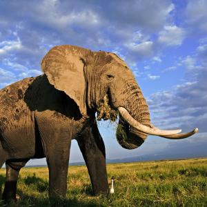 African elephant bull with large tusks