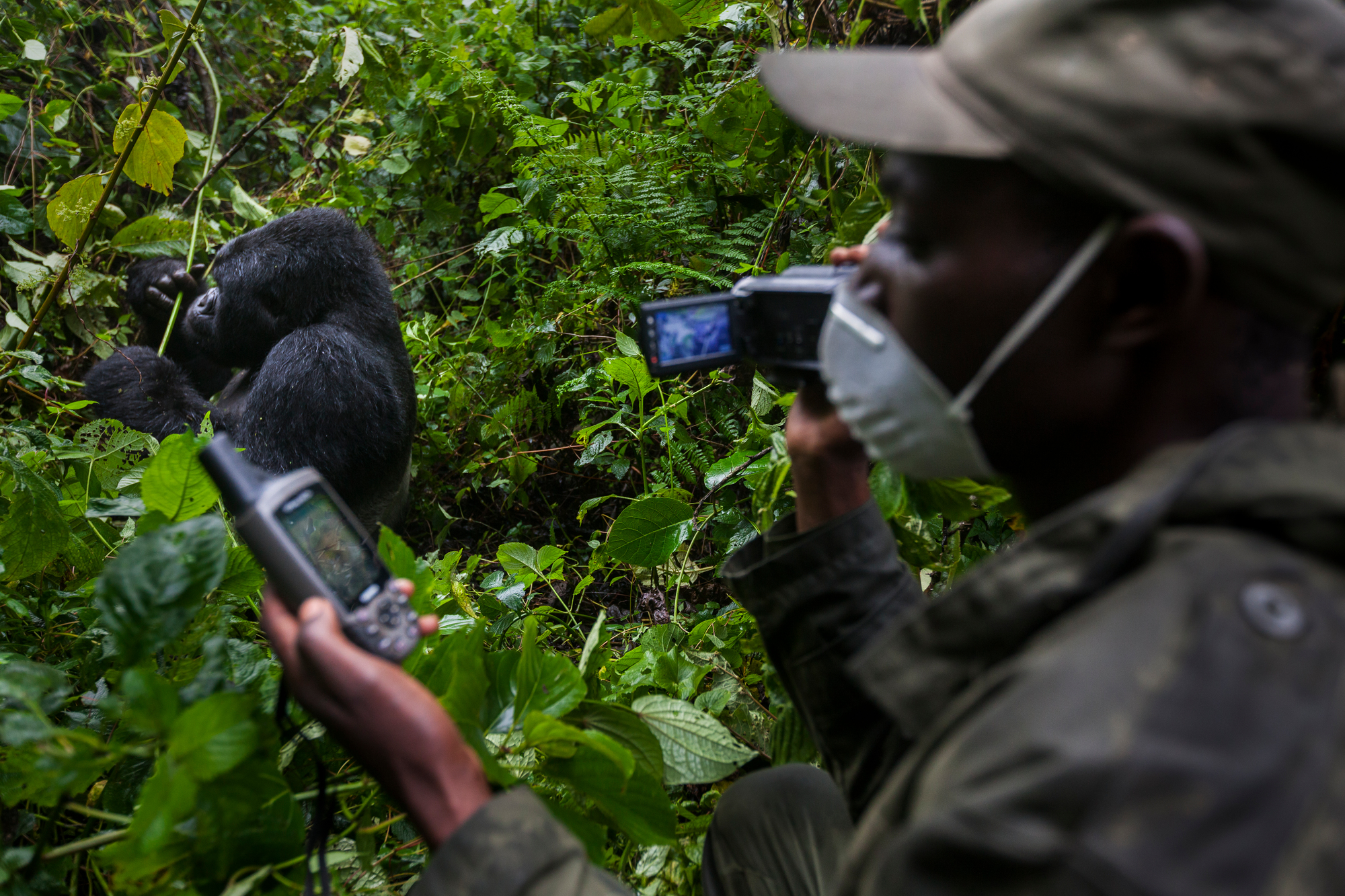 Counting Mountain Gorillas Wwf