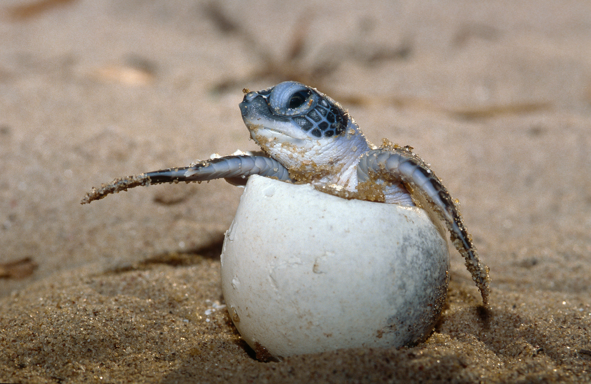 Green turtle hatchling breaking out of its egg