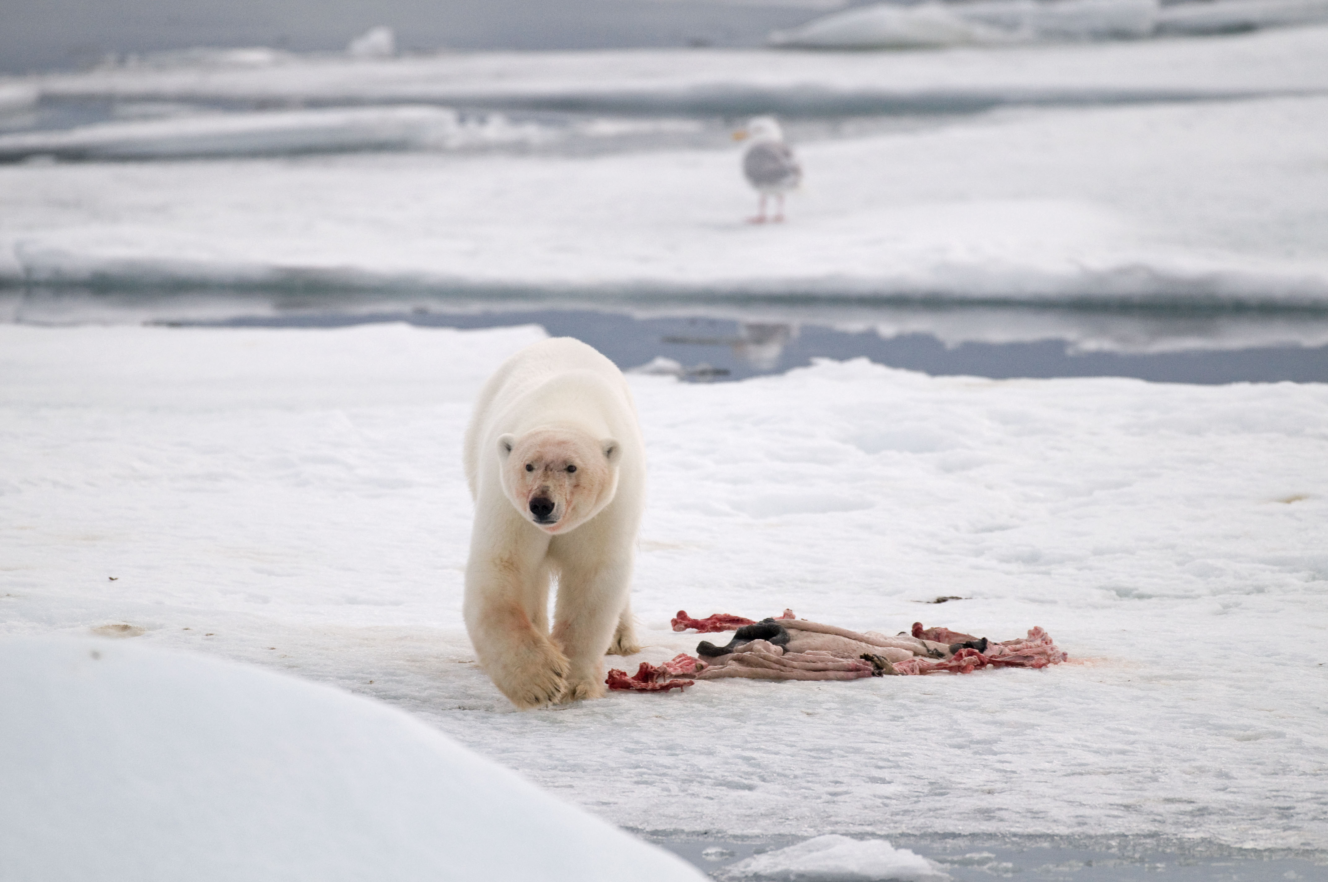 polar bears predators that hunt humans