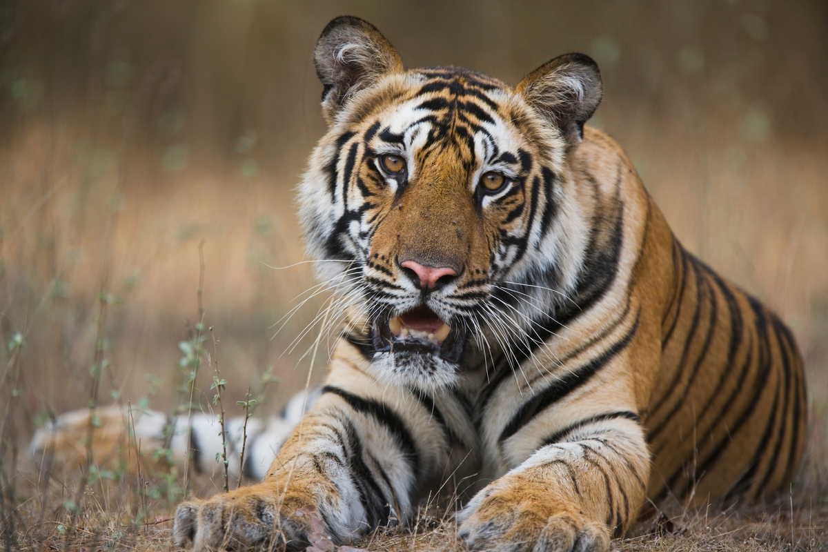 Wild tiger numbers rise for the first time in 100 years | WWF