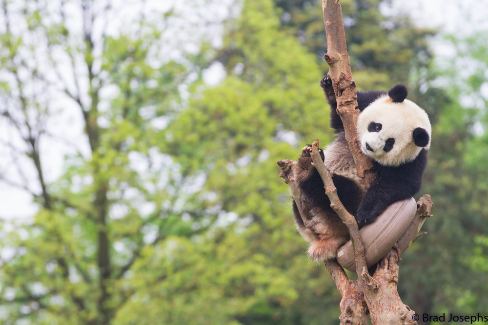 Young Panda in tree