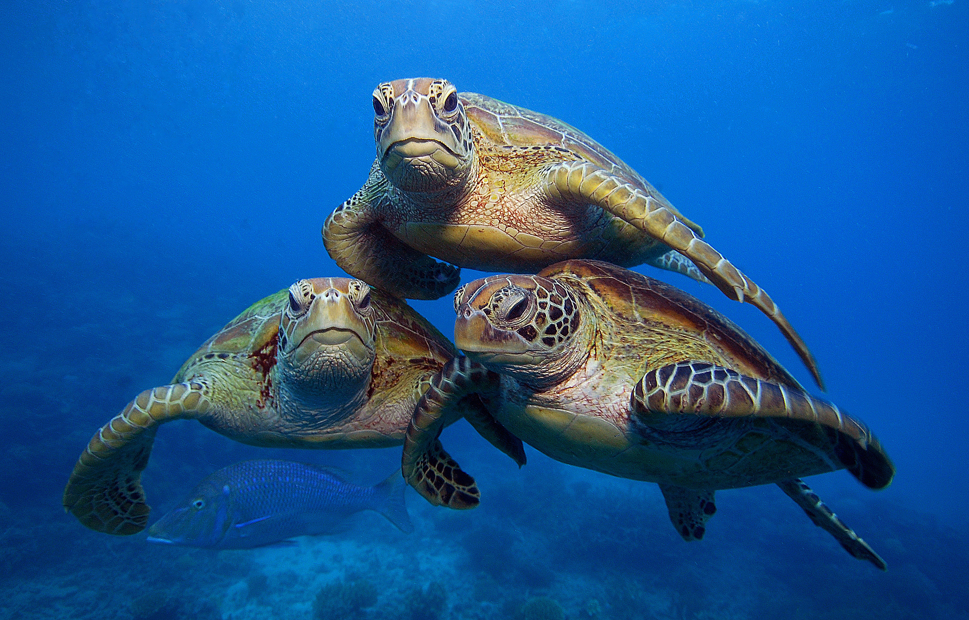 Green turtles swimming in the Great Barrier Reef