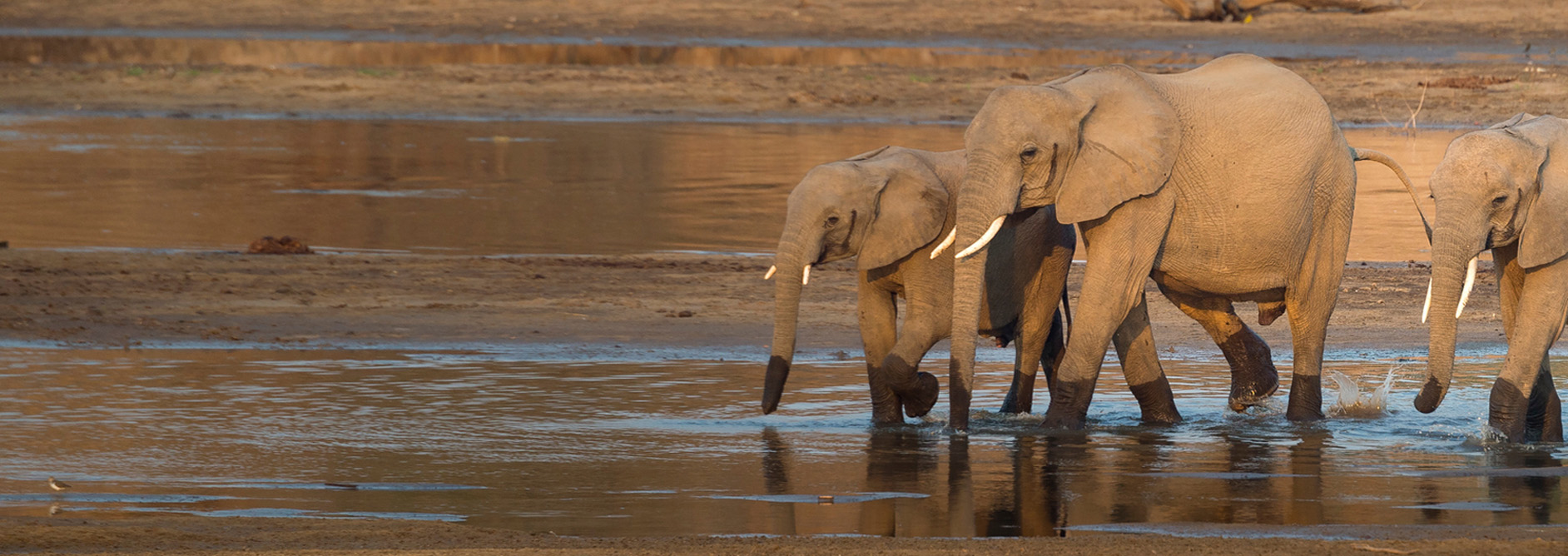 A herd of African elephants