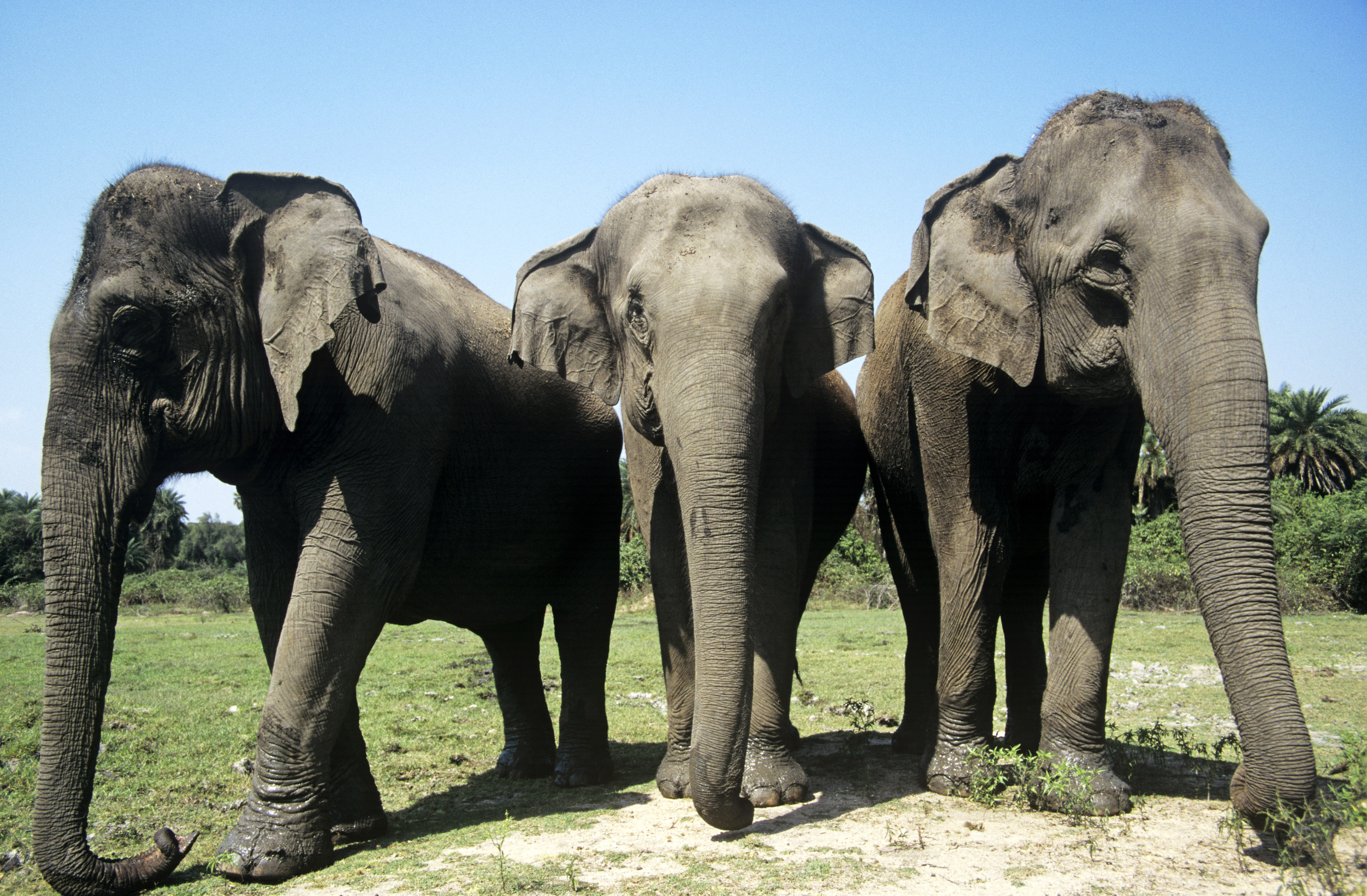 Asian elephants 