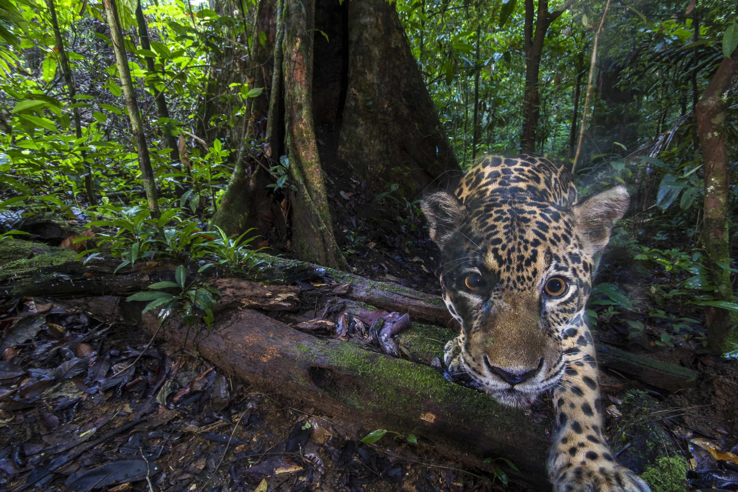 A jaguar (Panthera onca), photographed deep inside the Nouragues Natural Reserve