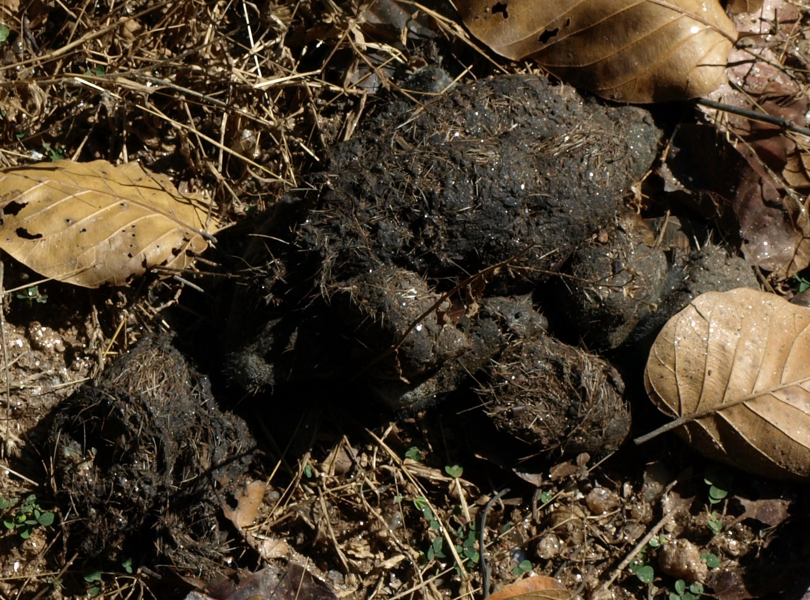 How well do you know your animal poo? | WWF