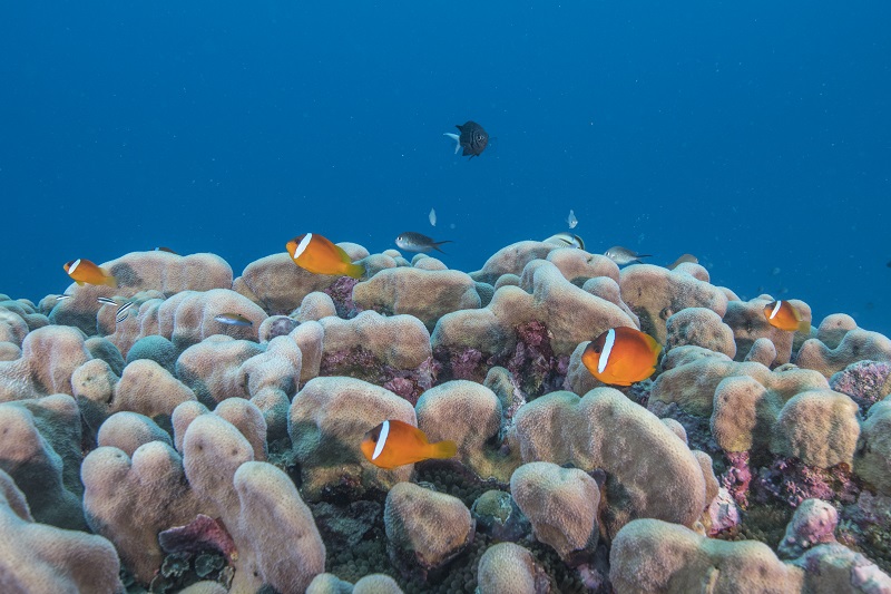 Several anemone fish hover above "their" anemones which are hidden between this large Porites hard coral. 