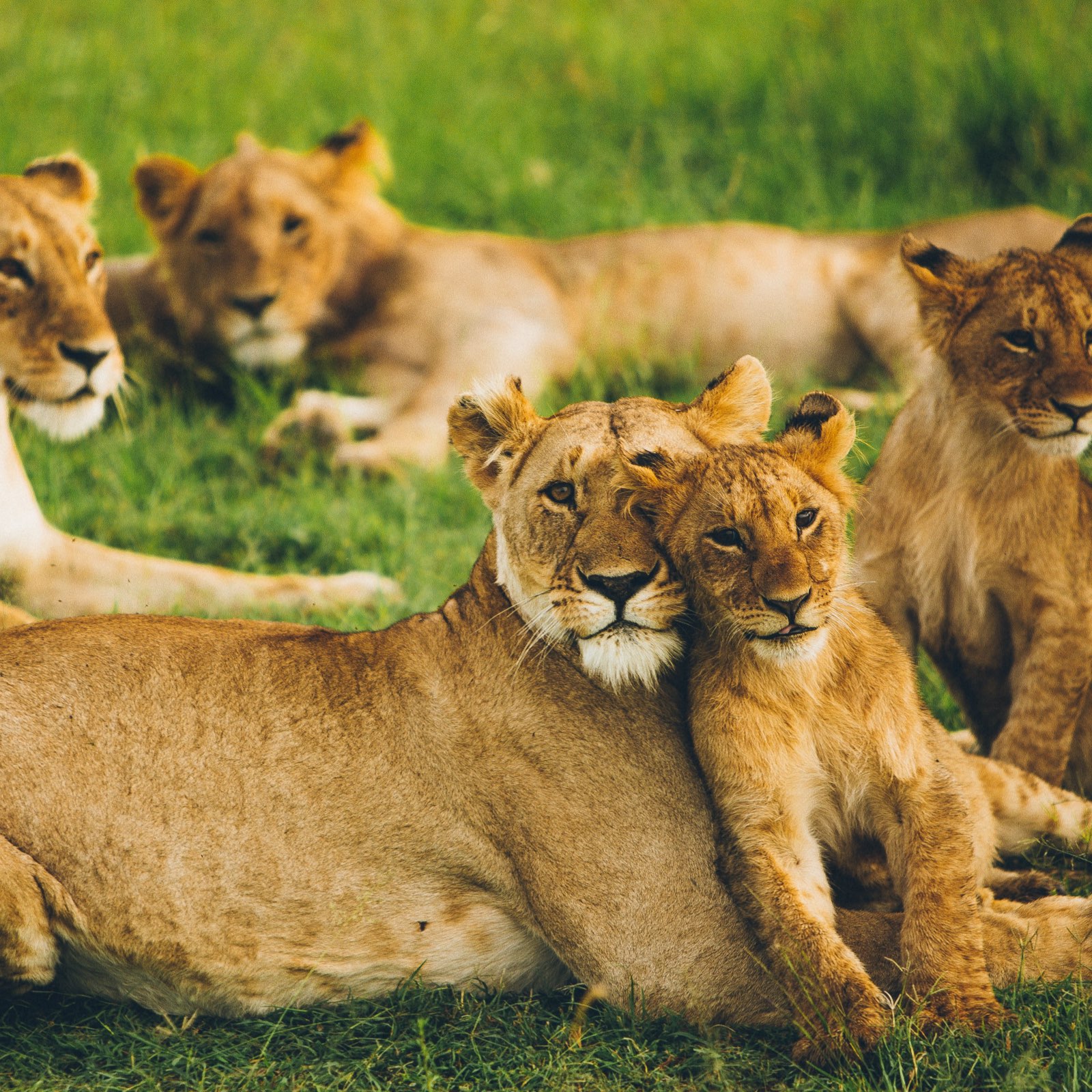 A Lioness and her cubss