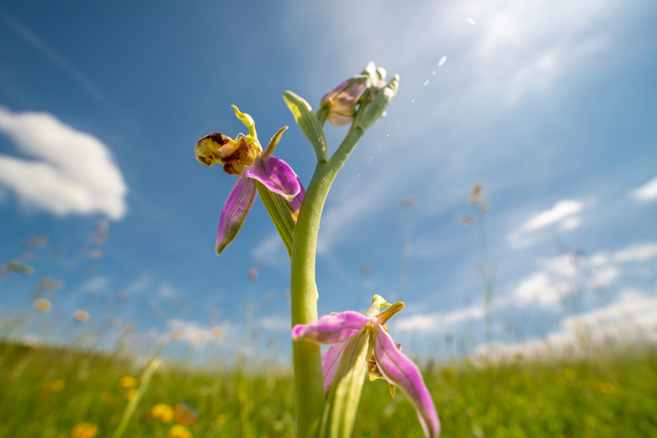 Wide angle macro shot of bee orchid amongst a wildflower meadow in Norfolk, UK. 