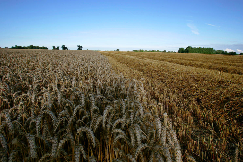 A harvested field of wheat sits alongside wheat waiting to be harvested. Norfolk, UK. 