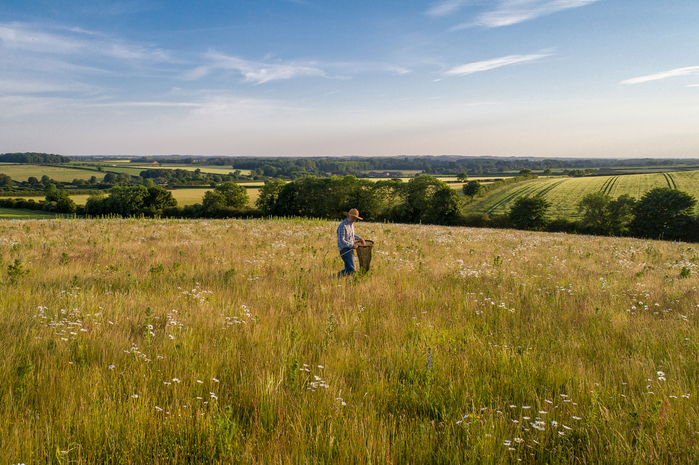 A wildflower meadow in Norfolk UK, with conservationist Ed Cross undertaking a meadow sweep net survey to monitor invertebrates present. 