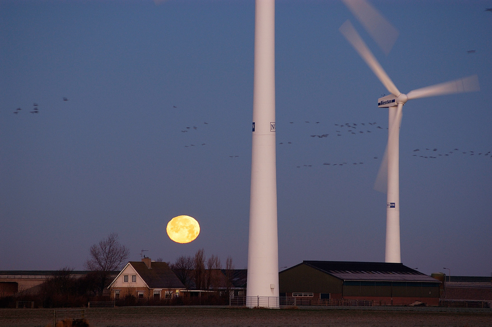 Windturbines and flock of geese during a full moon night. 