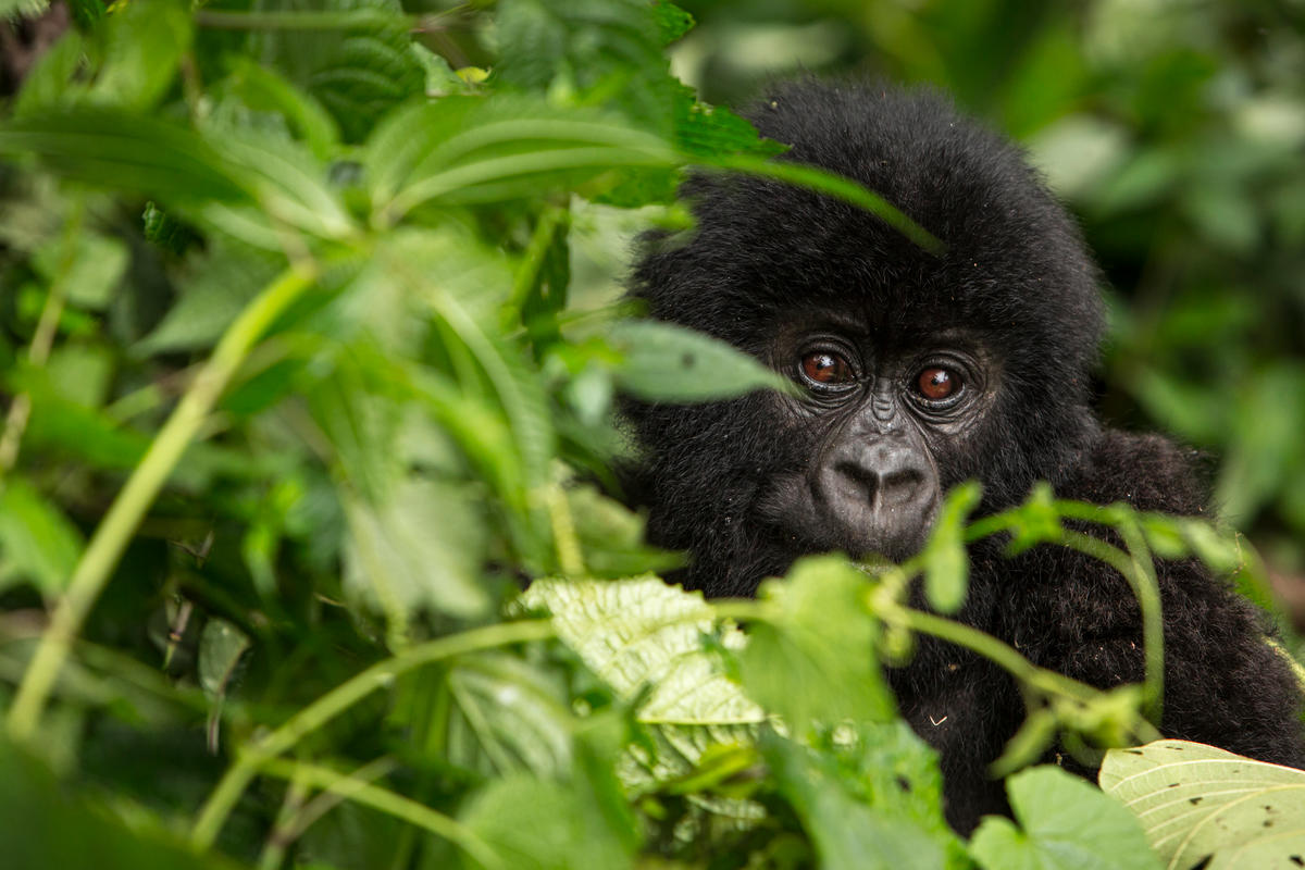 Baby Gorilla