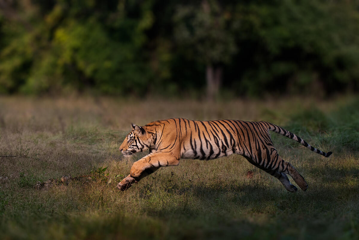 A male Bengal tiger (Panthera tigris tigris) leaping towards his brother in Bandhavgarh National Park, India.