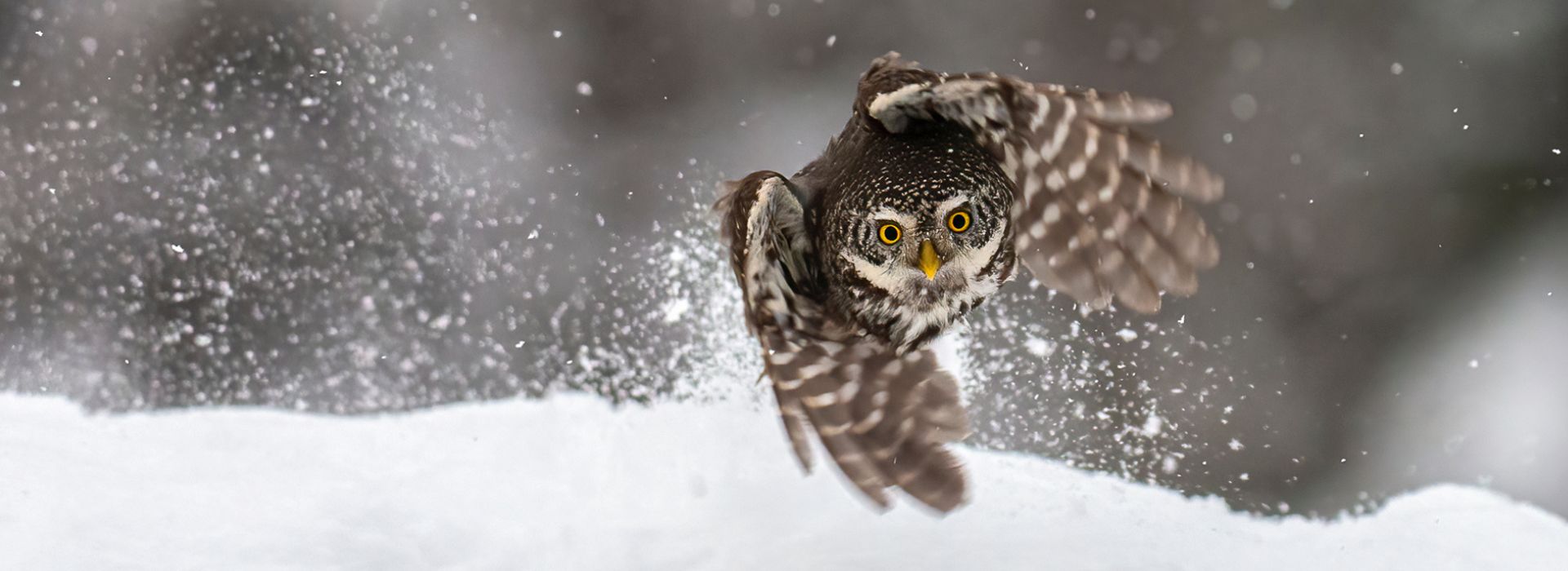 Owl flying in snowy landscape