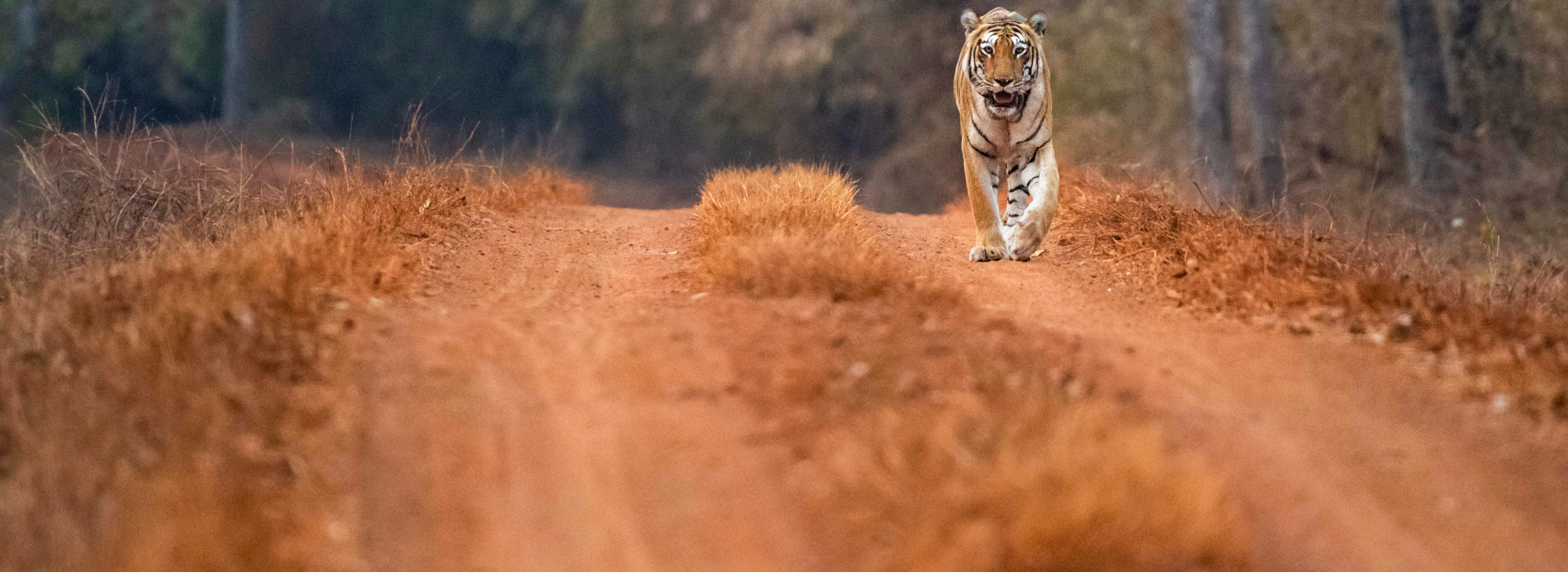 Choti Tara is one of the reigning tigress' (Panthera tigris) of Tadoba Andhari Tiger Reserve, India.