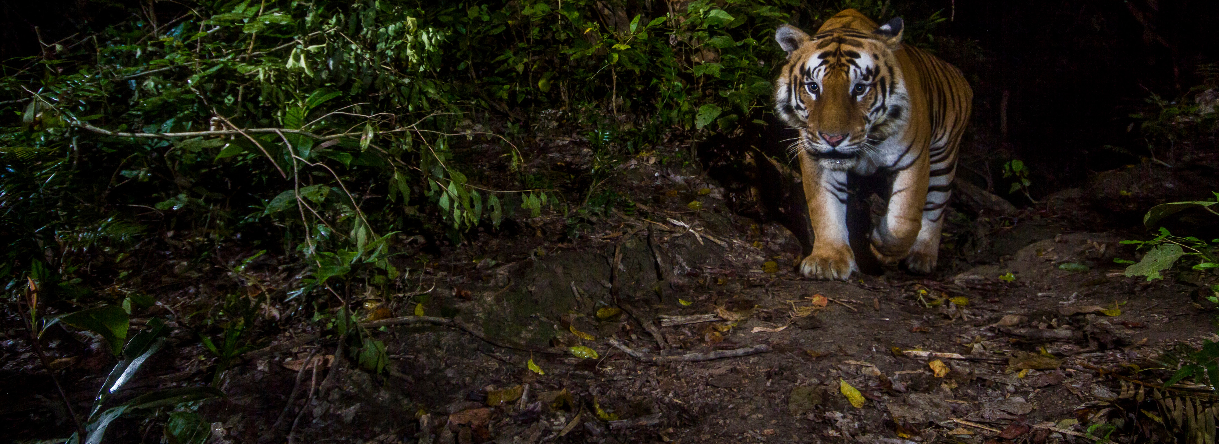 A tiger photographed with a camera trap in the Khata biological corridor, Nepal.