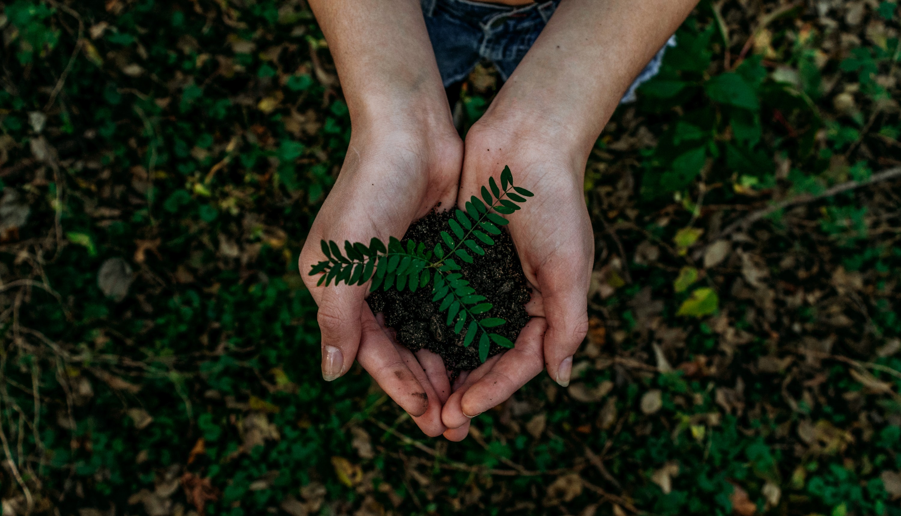 Hands holding a small plant