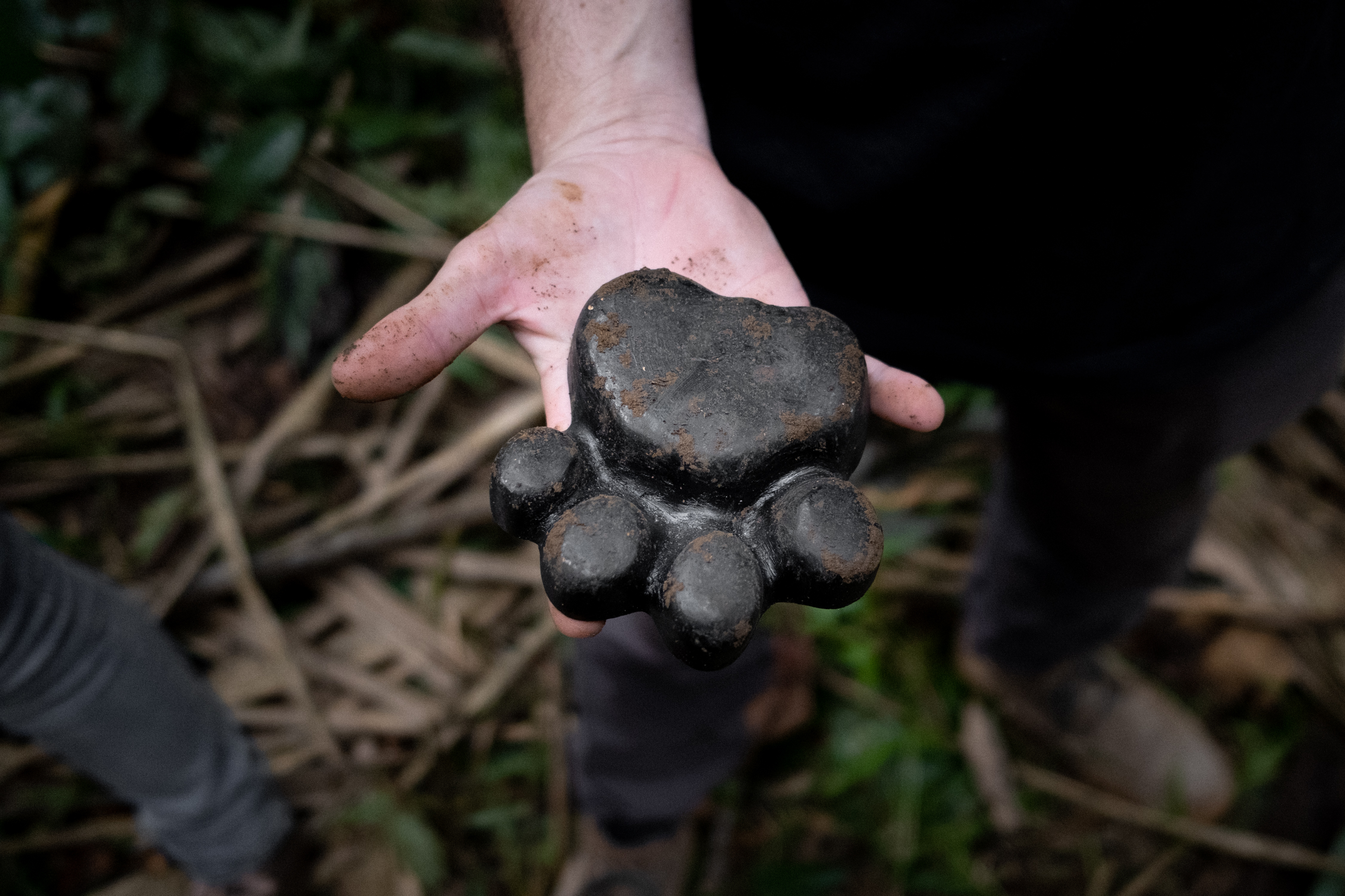 Hand holding 3D model of a jaguar pawprint