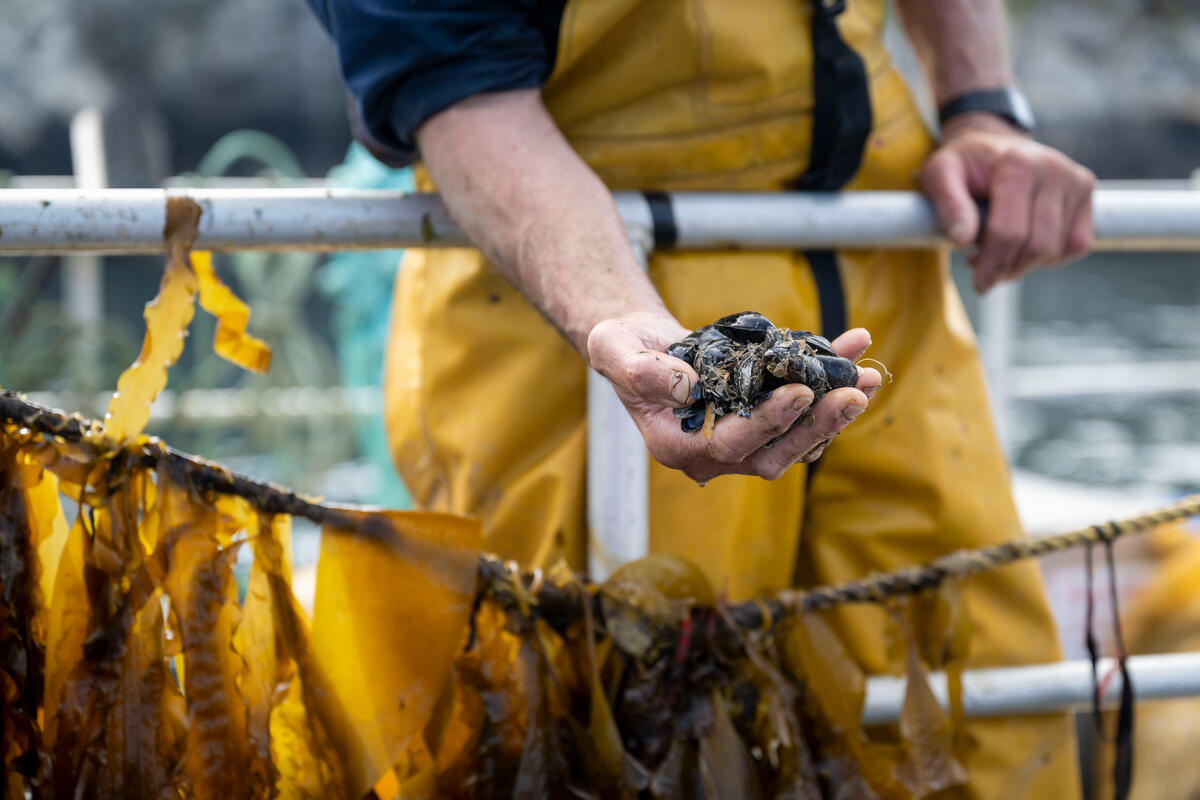 A close up of shellfish held out in the hand of a staff member at Câr-Y-Môr. Oysters and mussels are cultivated alongside seaweed at the farm.