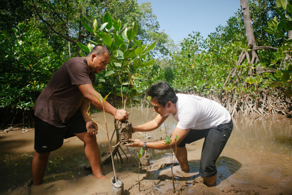 Two men working to restore a mangrove forest