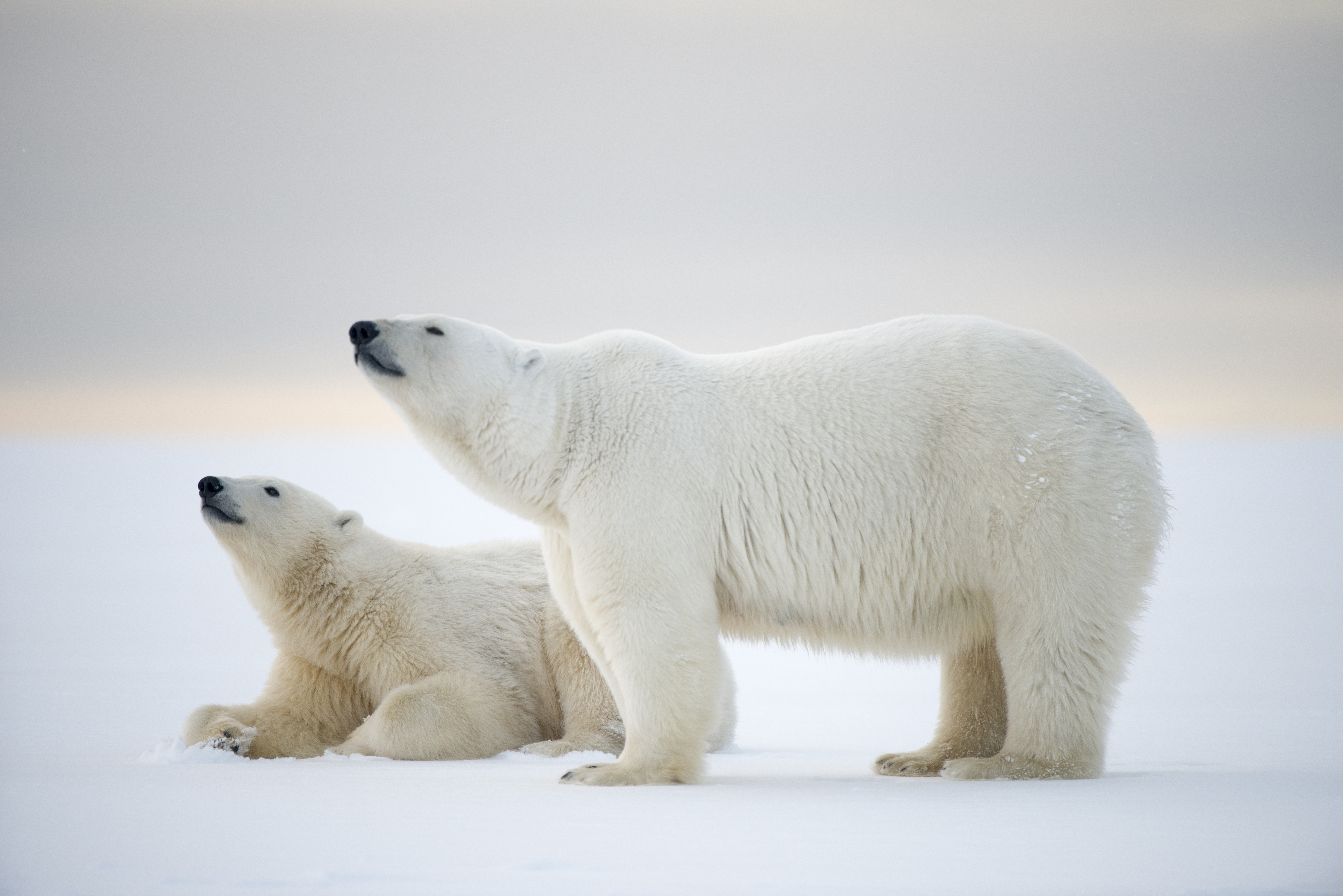 Polar Bears