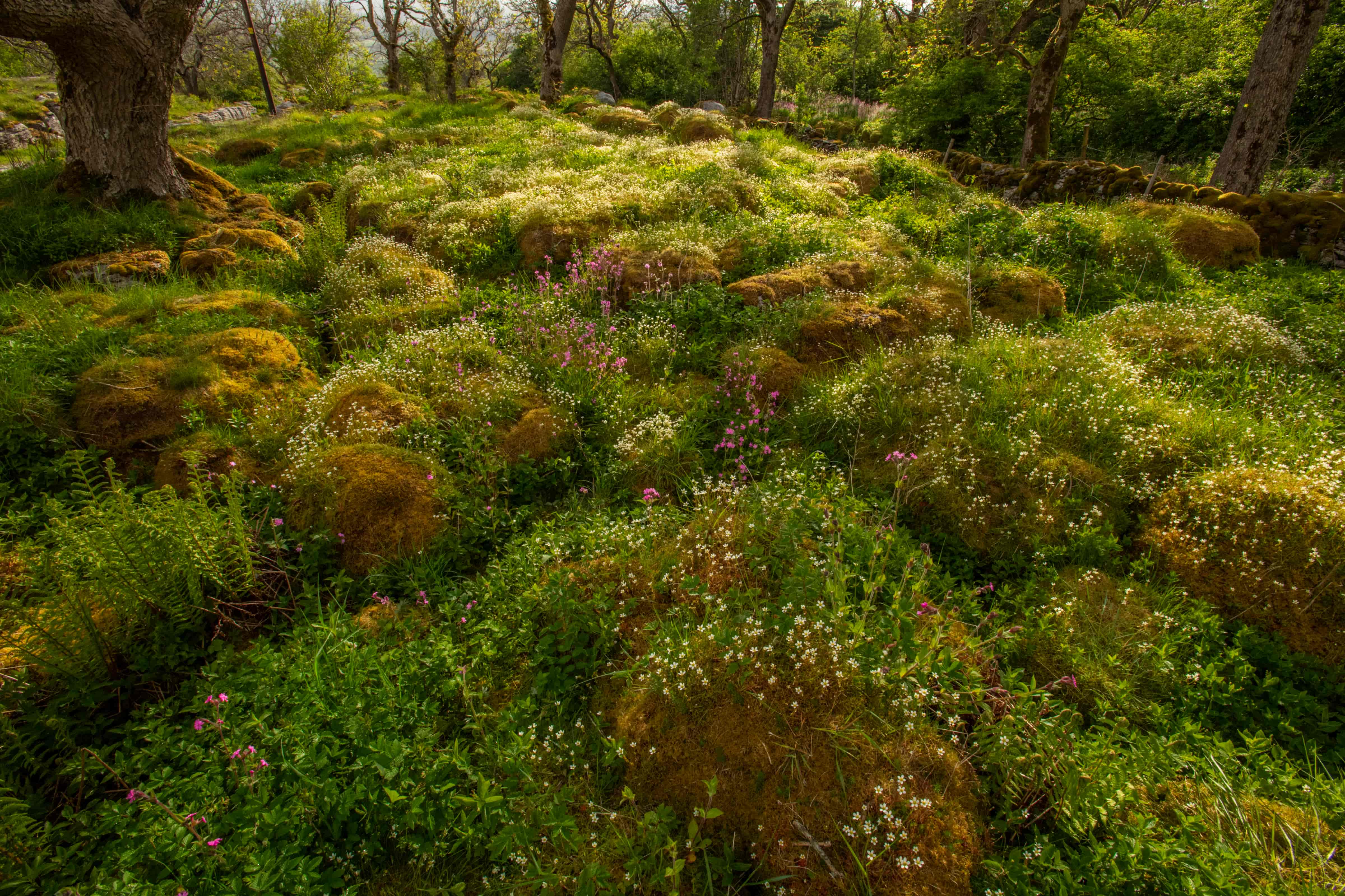 An abundance of plant life thriving on limestone pavement within the Wild Ingleborough site Ingleborough National Nature Reserve, Yorkshire, UK