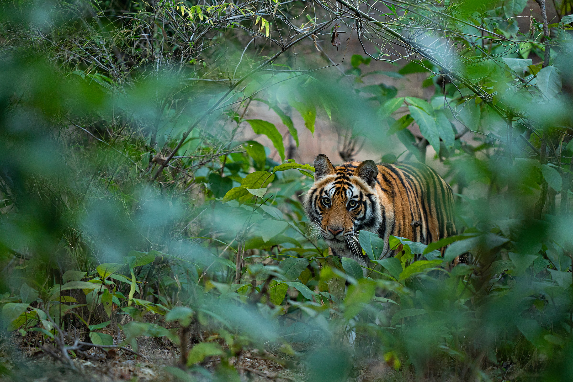 Tiger at Bandhavgarh National Park, India.